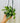 4" Hoya 'Elliptica Black Petiole' (Hanging Basket)