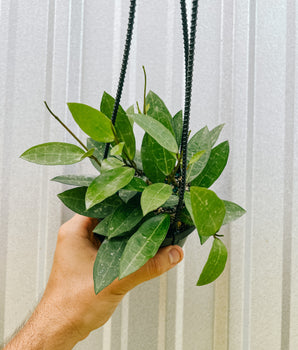 4" Hoya 'Elliptica Black Petiole' (Hanging Basket)