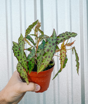 4" Begonia 'Amphioxus'