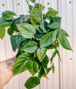 8" Philodendron ‘Cordatum’ (Hanging Basket)