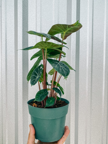 ivory house plant 6" Alocasia 'Ivory Coast' – BWH Plant Co