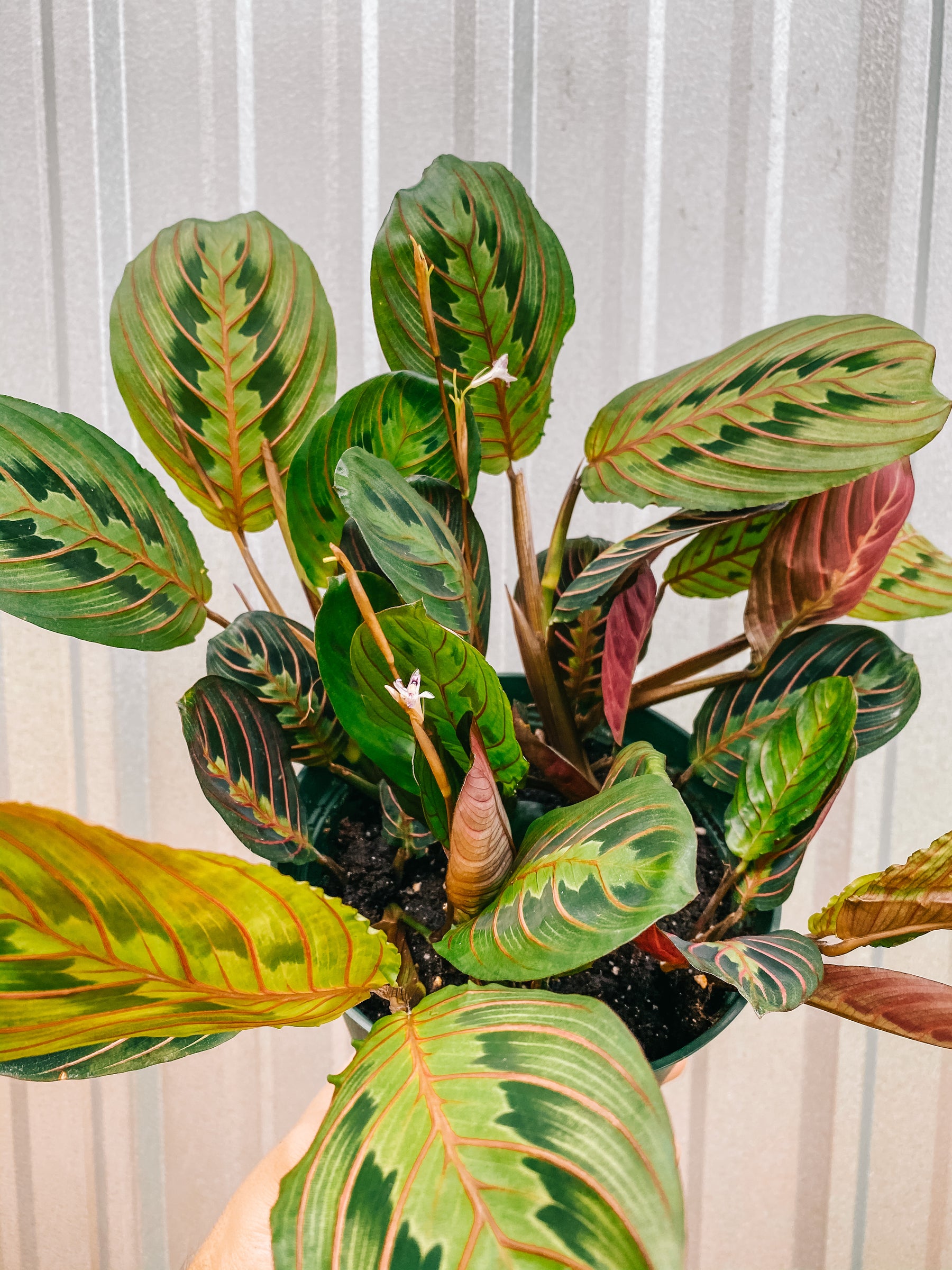 Maranta Assorted Maranta Leuconeura Prayer Plant