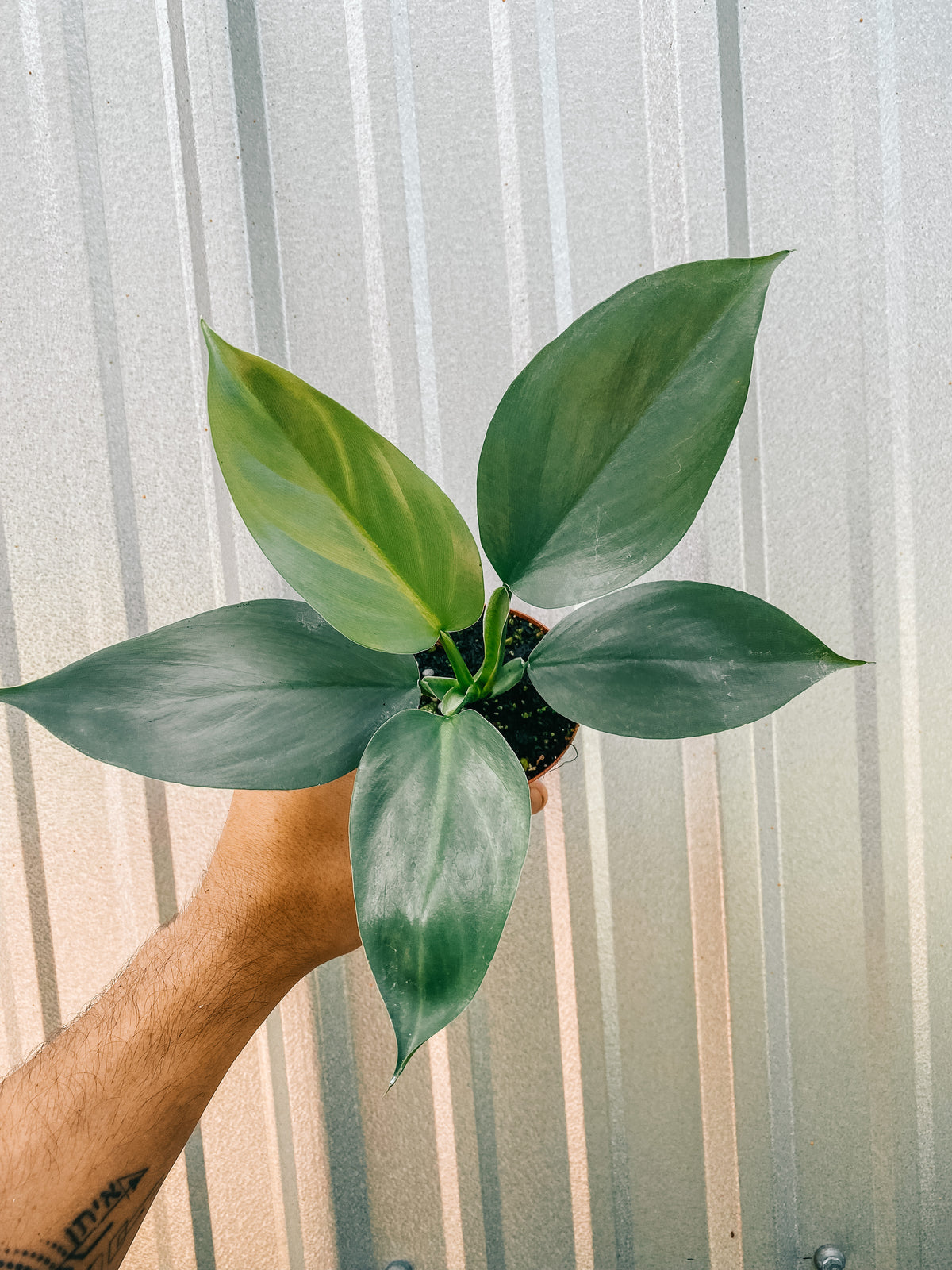 3" Philodendron 'Silver Sword'