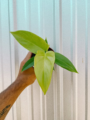 4" Philodendron 'Golden Violin'