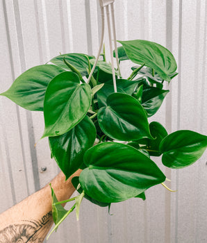 4.5" Philodendron ‘Cordatum’(hanging basket)