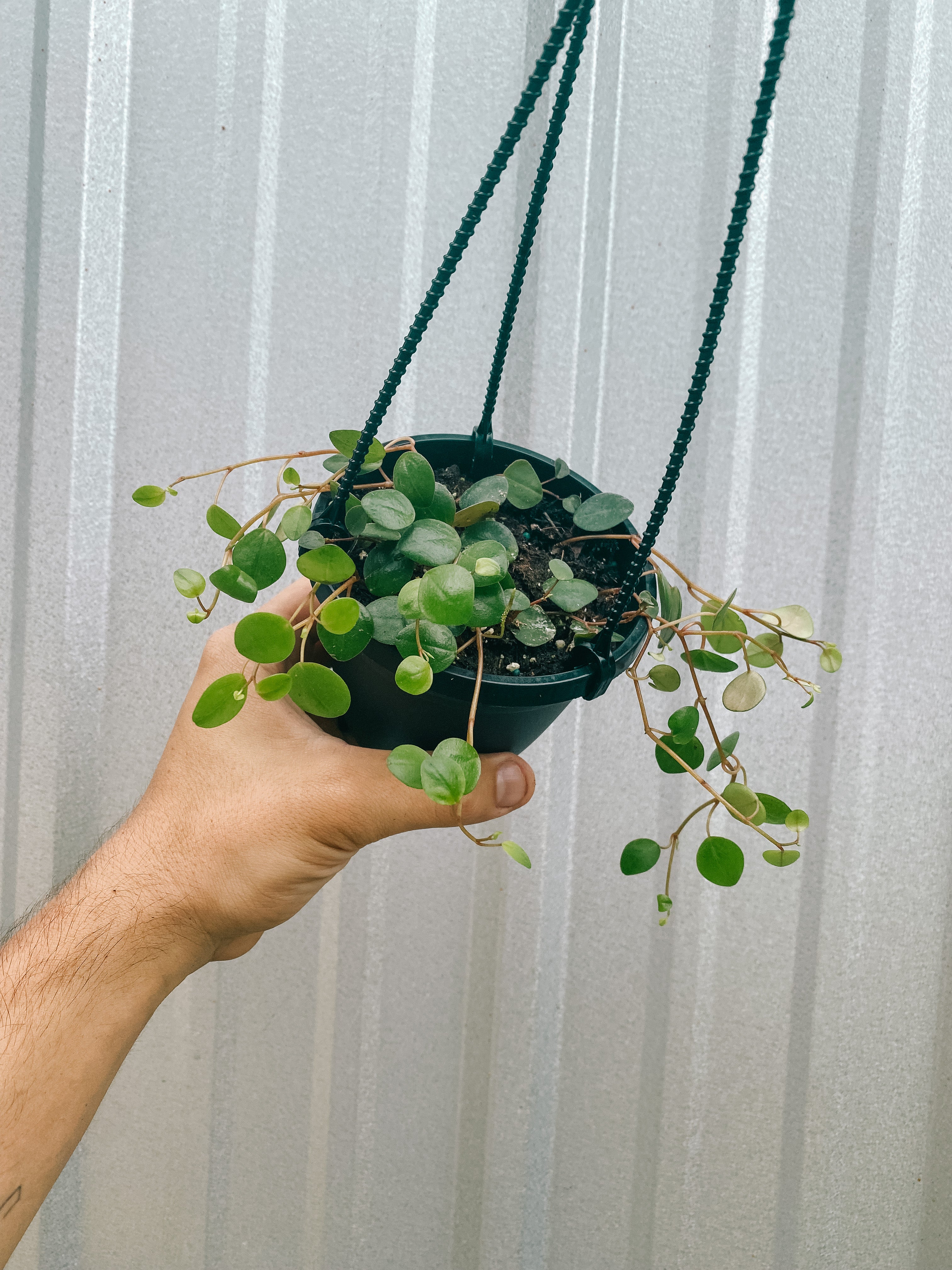 4" Peperomia 'Pepperspot' "String of Coins" (Hanging Basket)