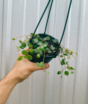 4" Peperomia 'Pepperspot' "String of Coins" (Hanging Basket)