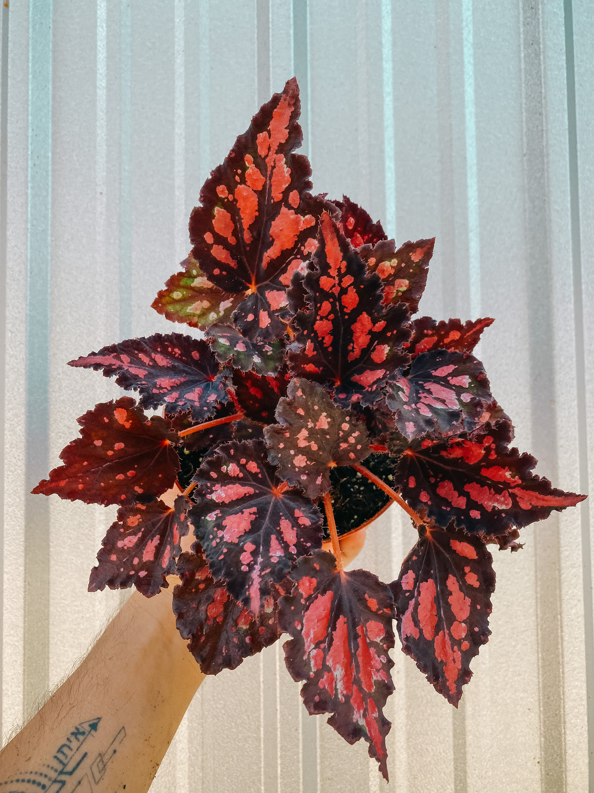 6" Begonia 'Harmony's Red Hots'