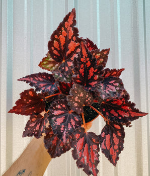 6" Begonia 'Harmony's Red Hots'