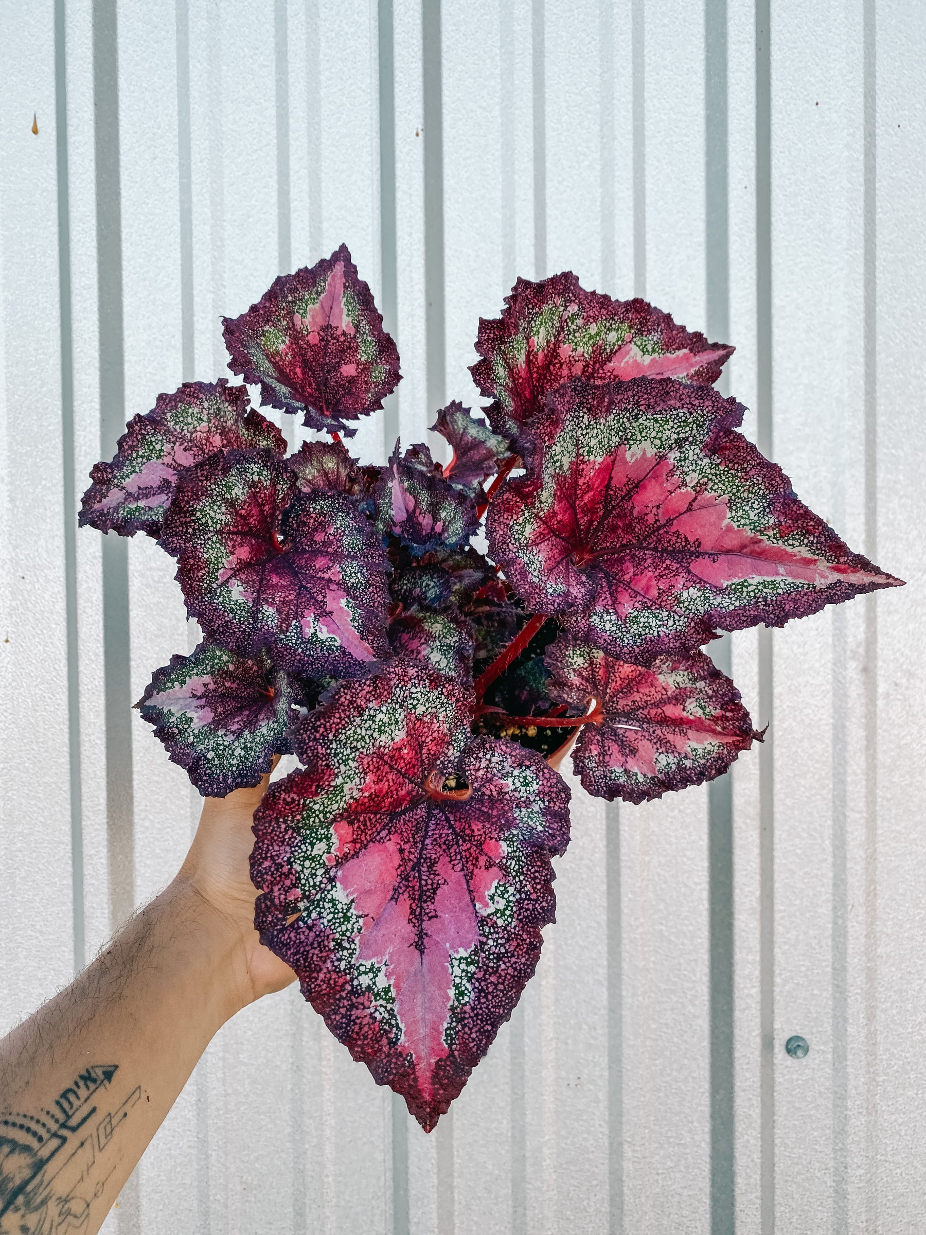 6" Begonia 'Harmony's Love Potion'