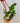 6" Hoya Carnosa cv. Snowball (hanging basket)