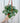 6" Strawberry Begonia (Hanging Basket)