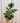 4" Ficus Triangularis Variegated
