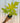 4" Philodendron 'Warscewiczii Aurea'