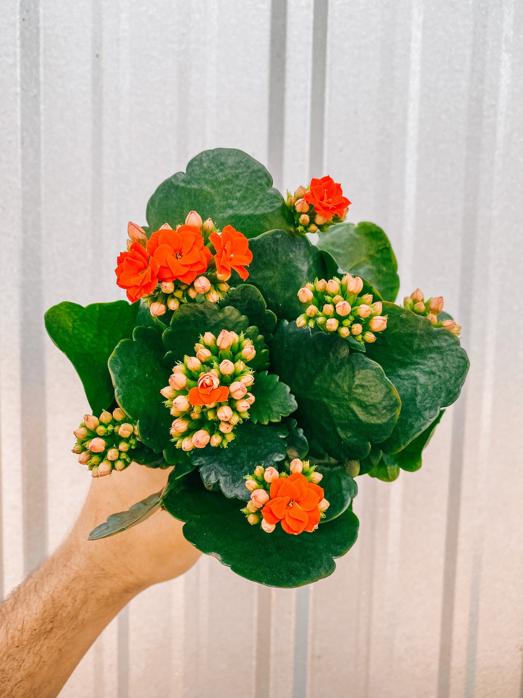 4" Kalanchoe (red blooms)