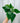 4" Philodendron ‘Cordatum’