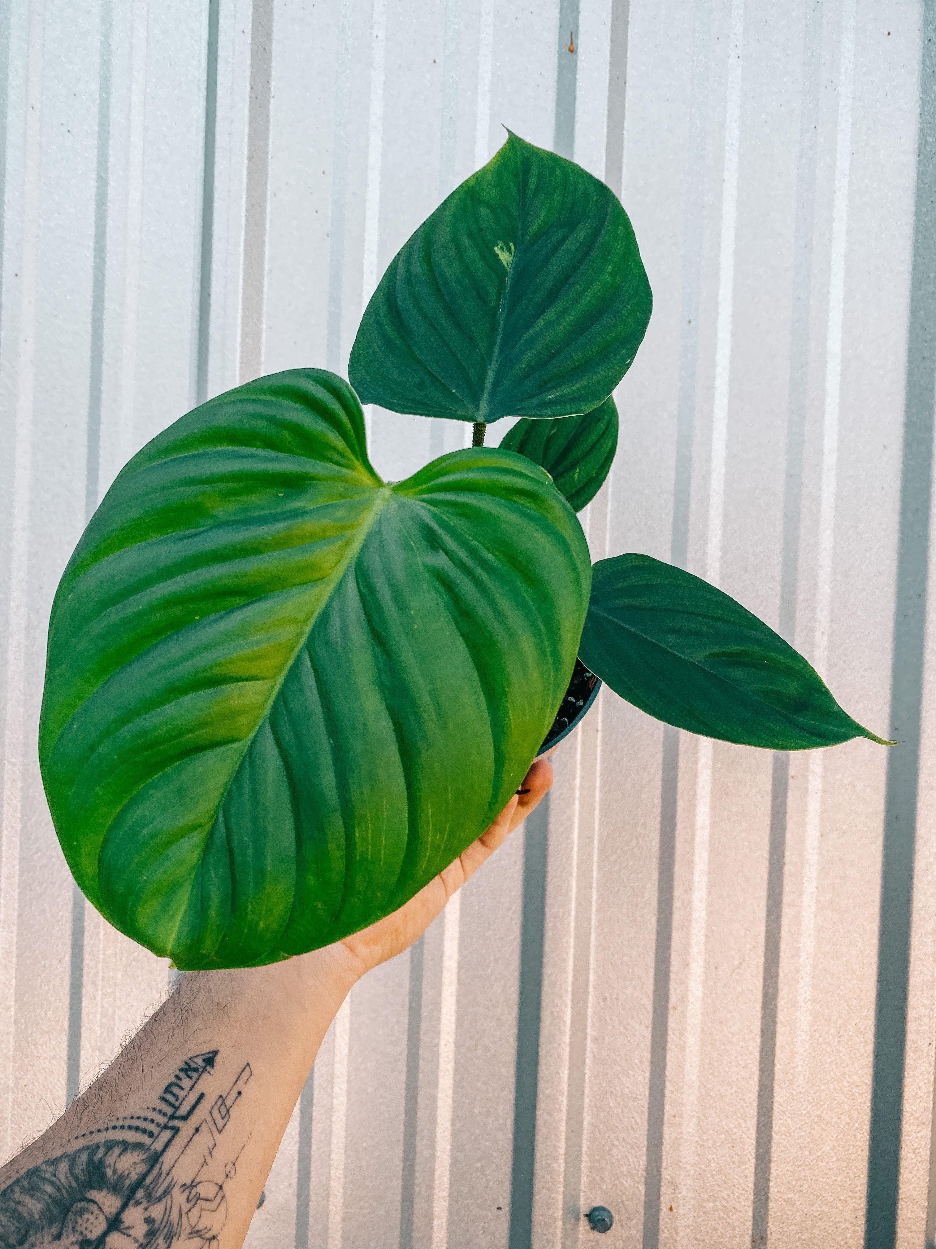 philodendron fuzzy petiole name 6" Philodendron sp. 'Fuzzy Petiole' – BWH Plant Co