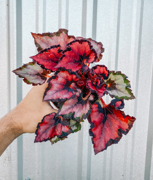 4" Begonia 'Harmony's Curly Red Robin'
