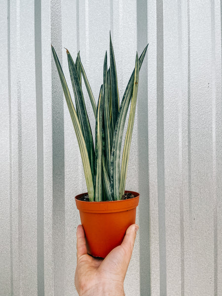 sansevieria bantel's sensation uk 6" Sansevieria 'Bantel's Sensation' – BWH Plant Co