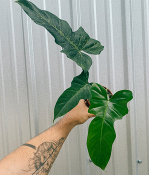 4" Philodendron 'Green Dragon'