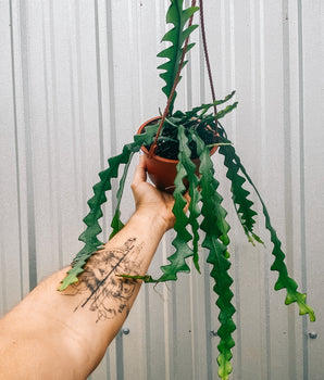 6" Epiphyllum Anguliger ‘Ric Rac Cactus’ (Hanging Basket)