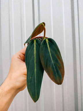 3" Philodendron 'Gigas'