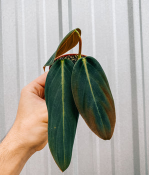3" Philodendron 'Gigas’