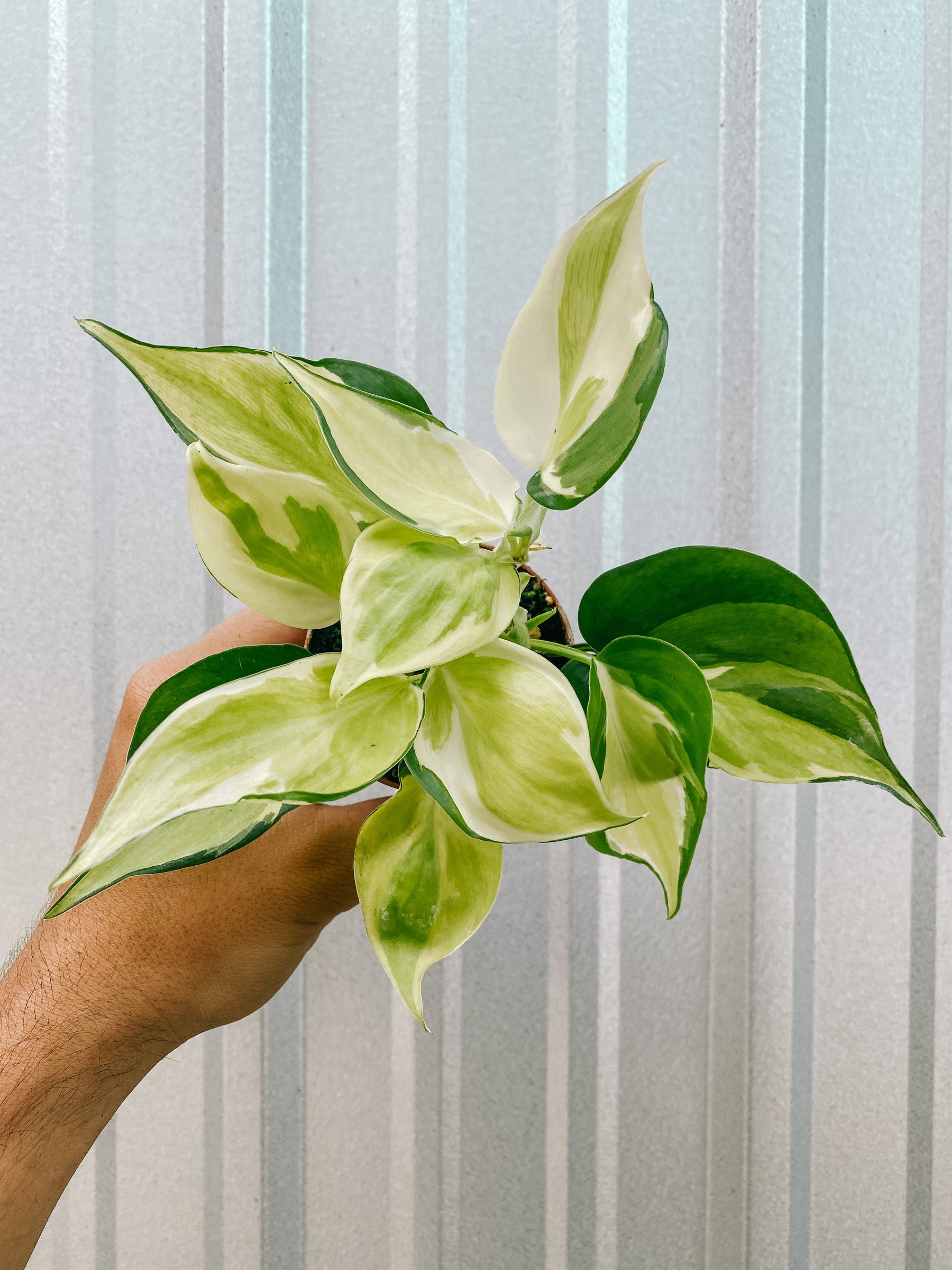 3" Philodendron 'Julie' (Highly variegated Philodendron 'Cream Splash')