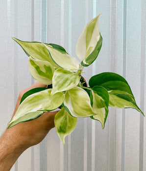 3" Philodendron 'Julie' (Highly variegated Philodendron 'Cream Splash')