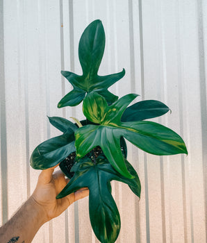 6" Philodendron 'Florida'