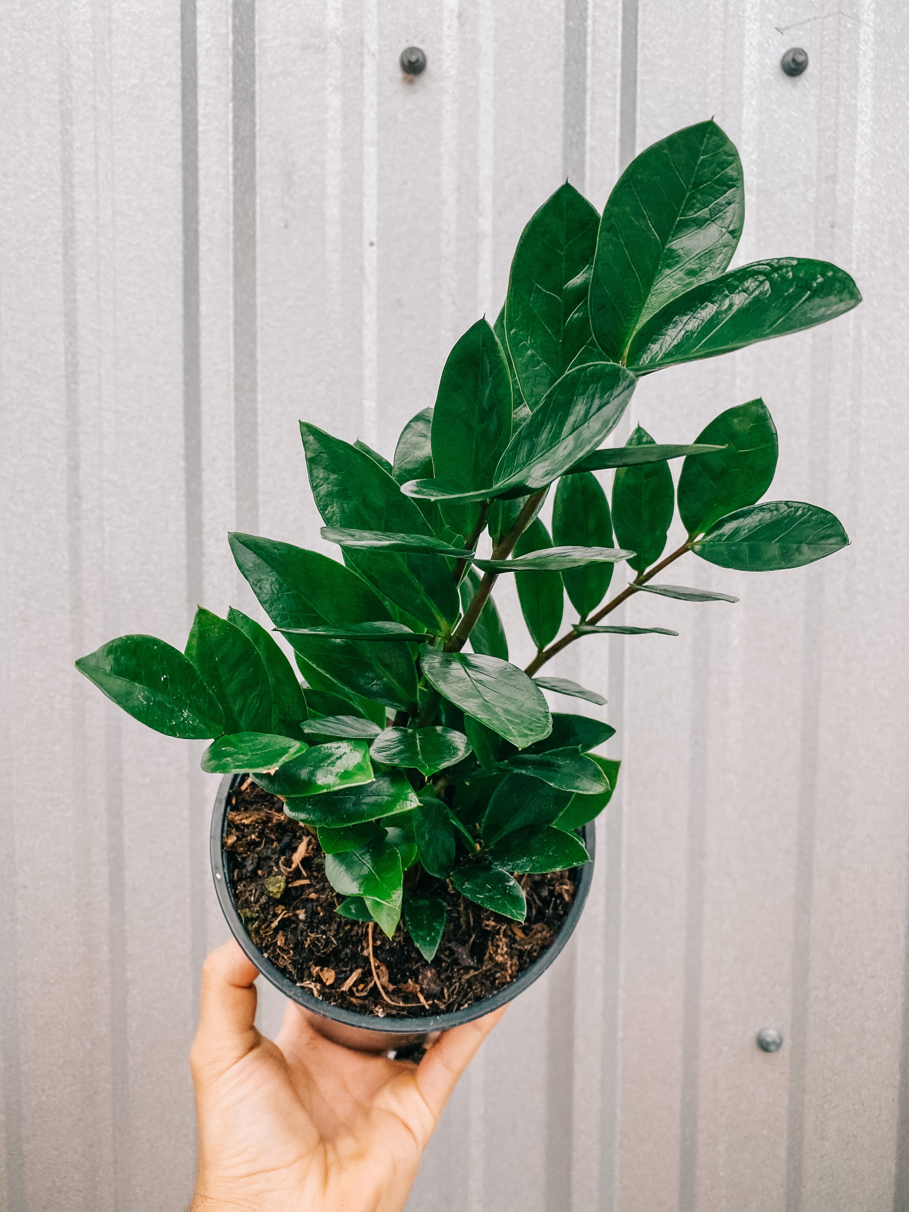 zz plant price 6" Zamioculcas Zamiifolia 'ZZ Plant'