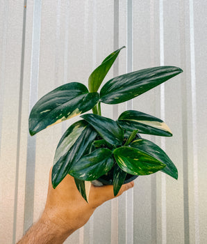 4" Monstera 'Standleyana' Variegated