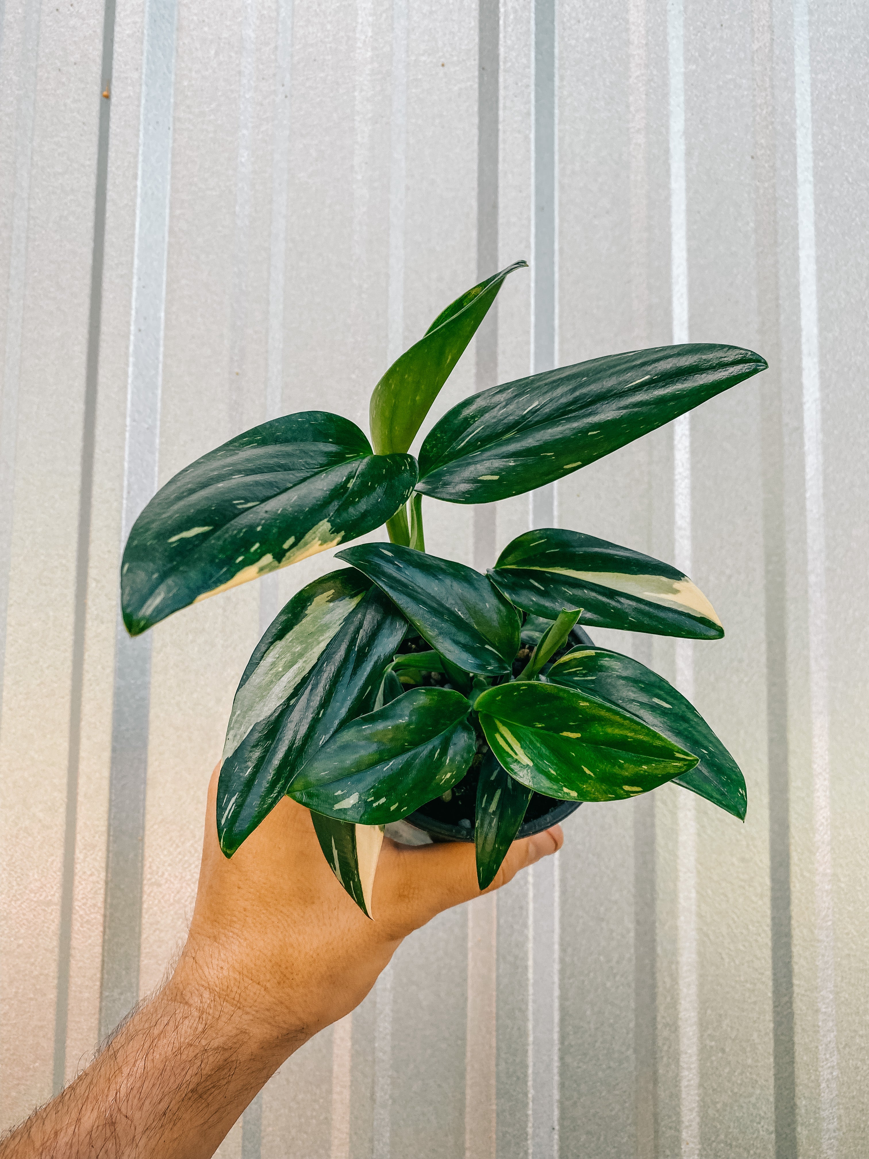 monstera standleyana plant 4" Monstera 'Standleyana' Variegated