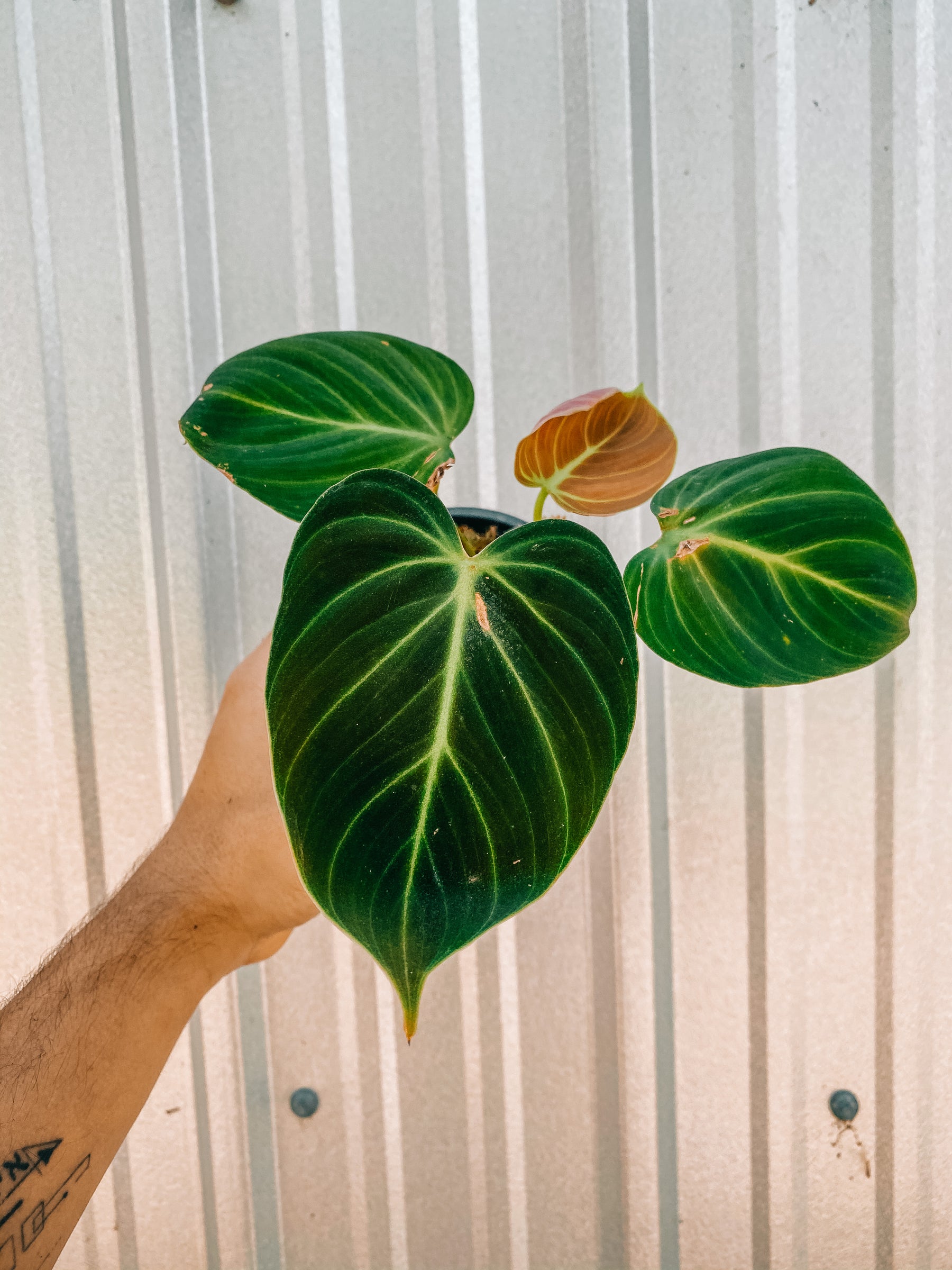 4" Philodendron ‘El Choco Red'