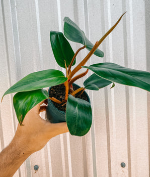 4" Philodendron 'Red Emerald'
