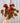 6" Begonia 'Kit Kat' (Hanging Basket)