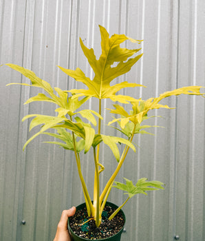 6" Philodendron 'Warscewiczii Aurea'
