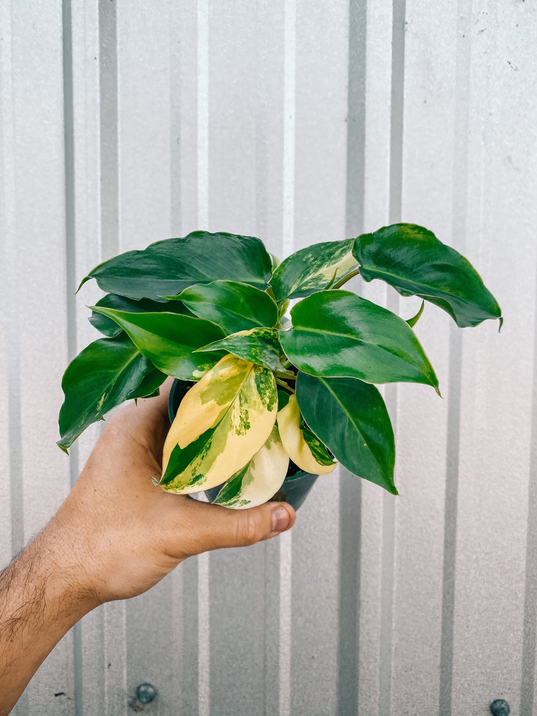 4" Variegated Philodendron 'Burle Marx'