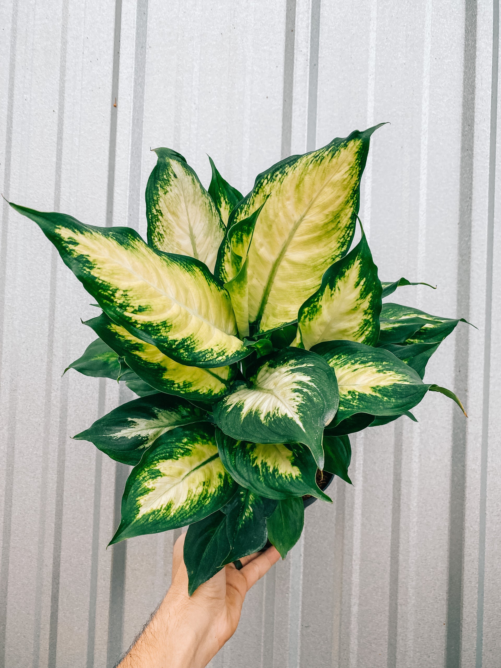 dieffenbachia jimena 6" Dieffenbachia 'Camille' – BWH Plant Co