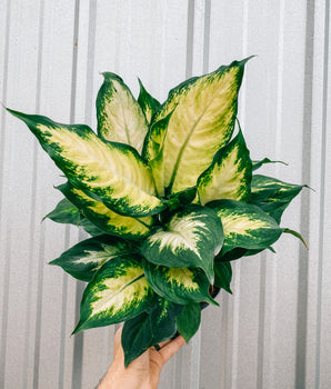 6" Dieffenbachia 'Camille'