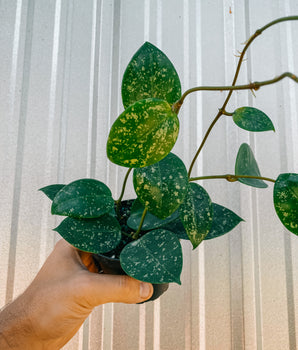 4" Hoya 'Parasitica Splash'