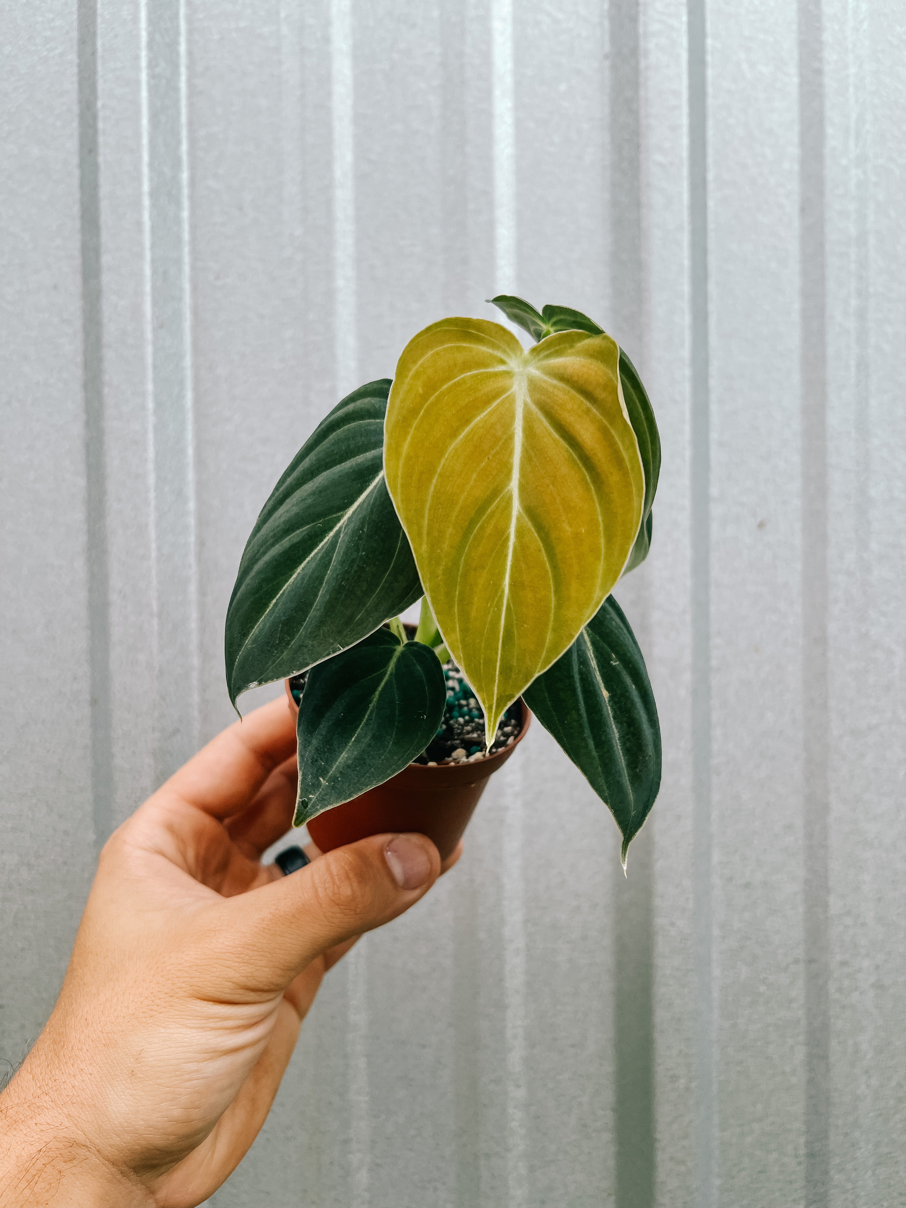philodendron worcester 3" Philodendron 'Melanochrysum'