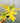 6" Philodendron 'Warscewiczii Aurea'