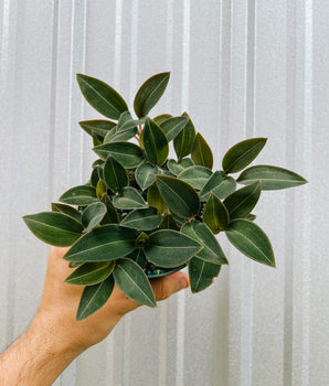 5" Jewel Orchid 'Ludisia Discolor var. Nigricans'