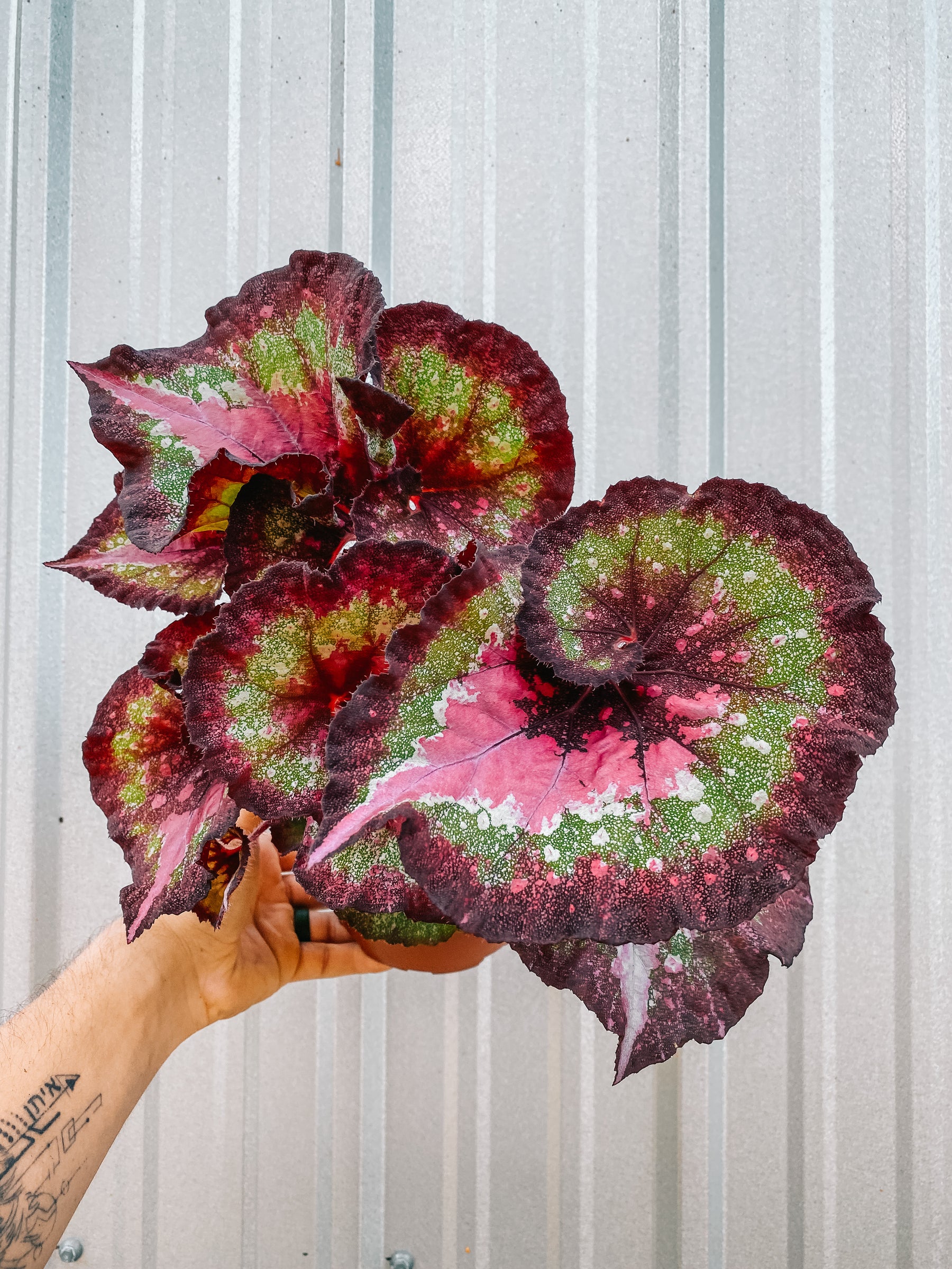 6" Begonia 'Marion's Purple Curl
