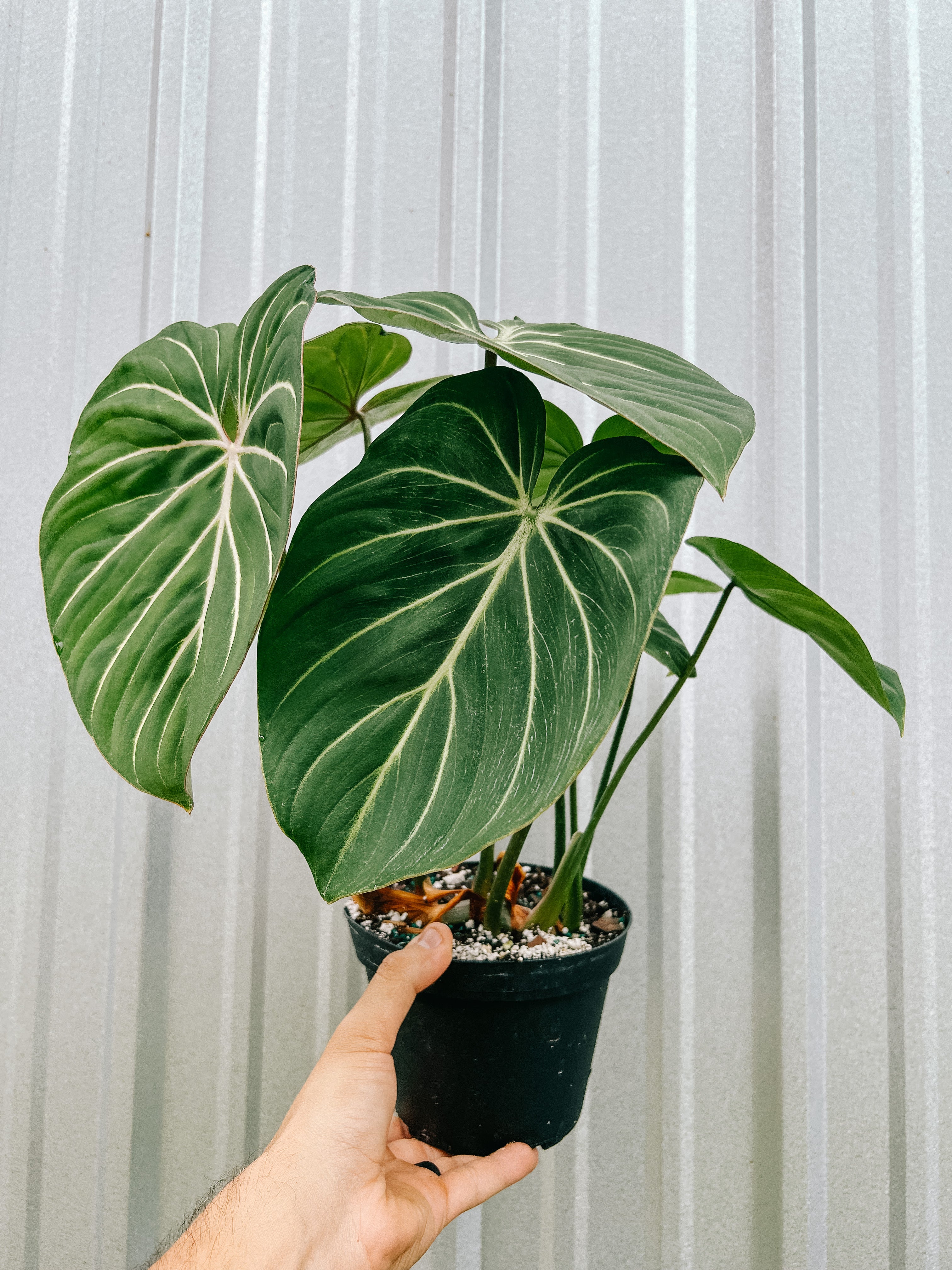 philodendron gloriosum wikipedia 6" Philodendron 'Gloriosum' – BWH Plant Co