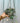 4.5" Variegated Ceropegia Woodii 'String of Hearts' (Hanging Basket)