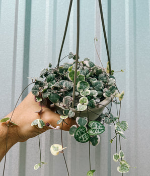 4.5" Variegated Ceropegia Woodii 'String of Hearts' (Hanging Basket)
