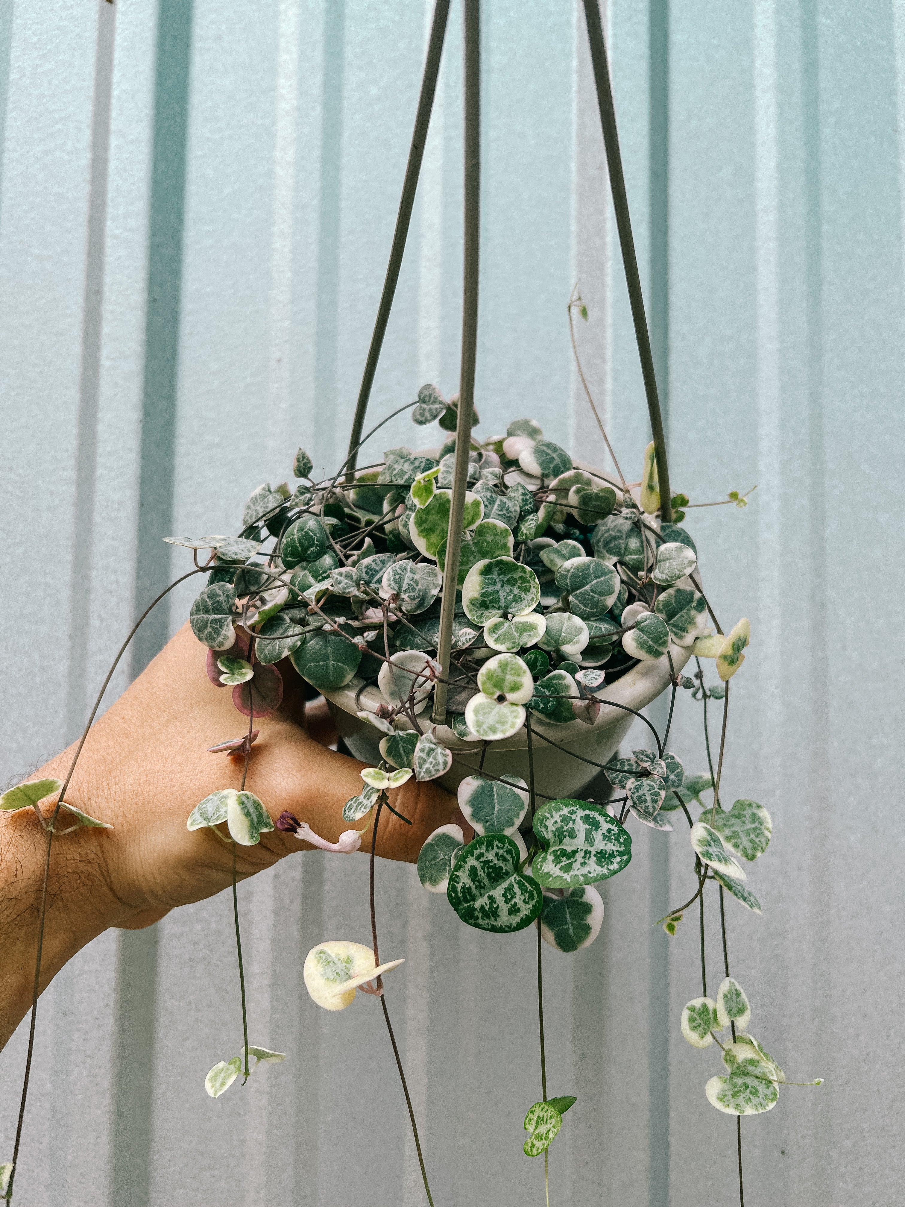 hanging plant heart 4.5" Variegated Ceropegia Woodii 'String of Hearts' (Hanging Basket)