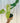5" Philodendron ‘Paraiso Verde’
